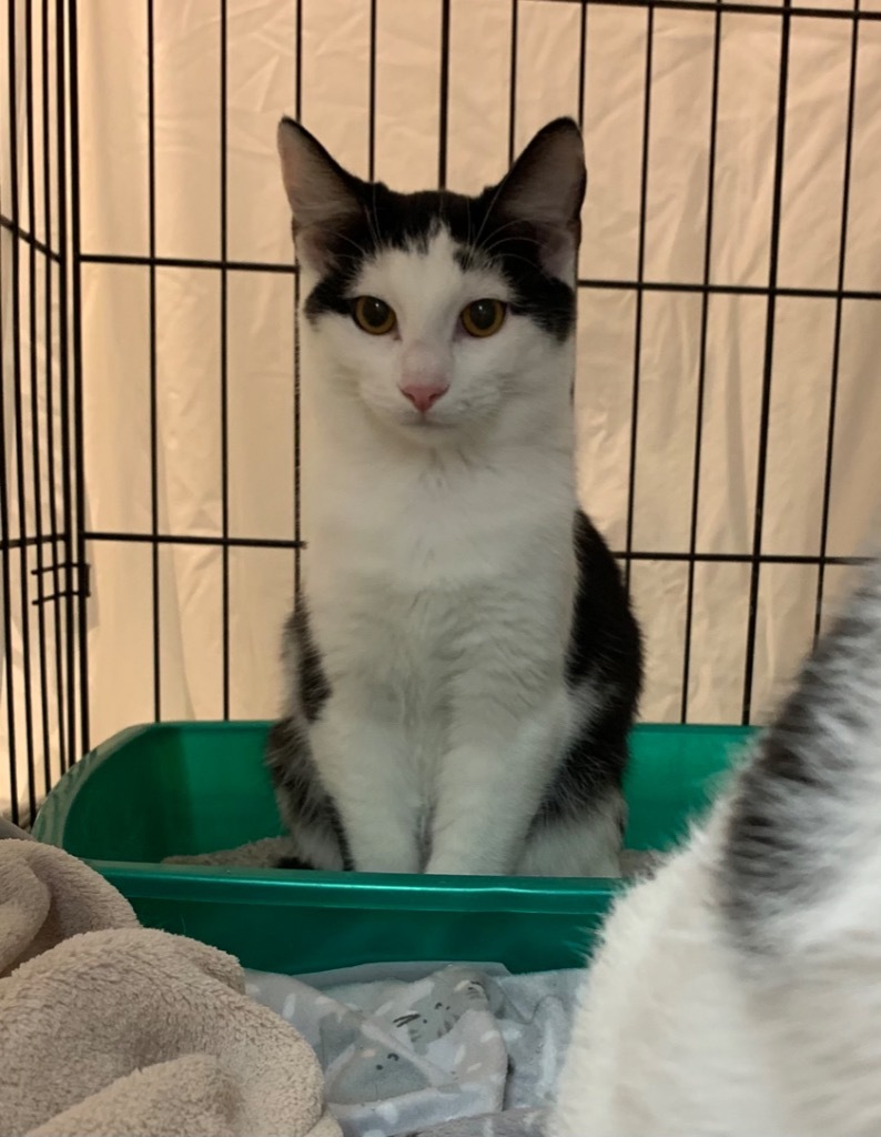 Frosty, an adoptable Domestic Short Hair in Portland, IN, 47371 | Photo Image 2