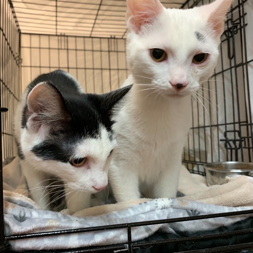 Frosty, an adoptable Domestic Short Hair in Portland, IN, 47371 | Photo Image 3