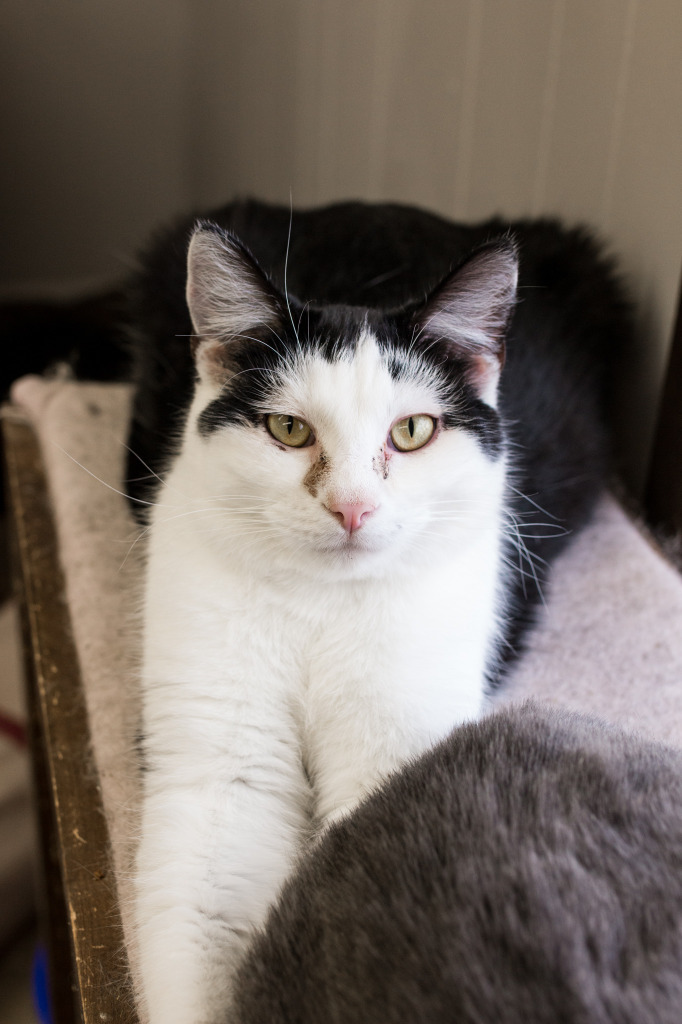 Frosty, an adoptable Domestic Short Hair in Portland, IN, 47371 | Photo Image 4