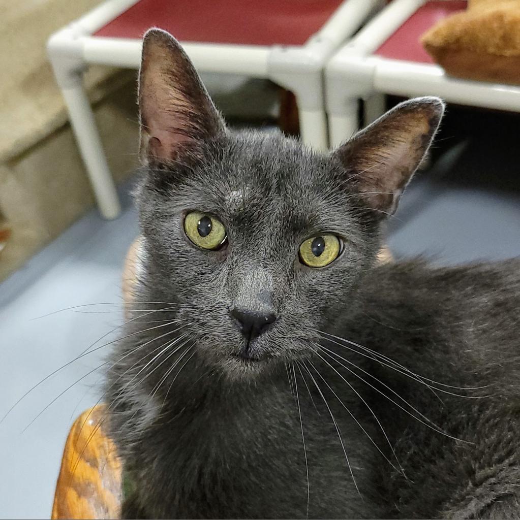 Joey, an adoptable Domestic Short Hair in Sheridan, WY, 82801 | Photo Image 1