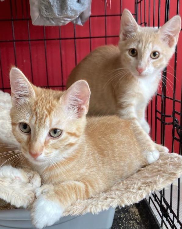 cat-for-adoption-houston-dallas-bonded-kittens-an-extra-toes-cat