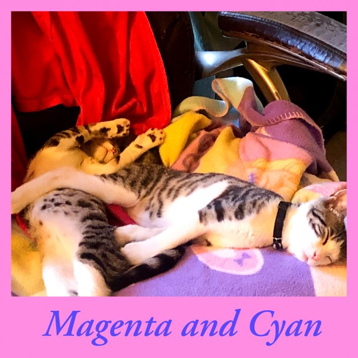 Magenta and Cyan 3