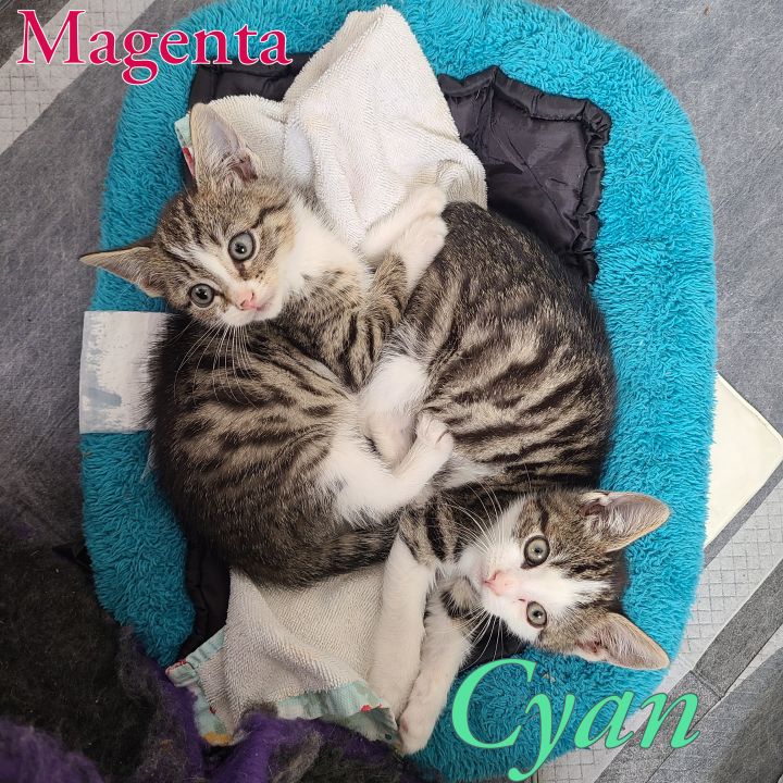 Magenta and Cyan 5