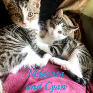 Magenta and Cyan