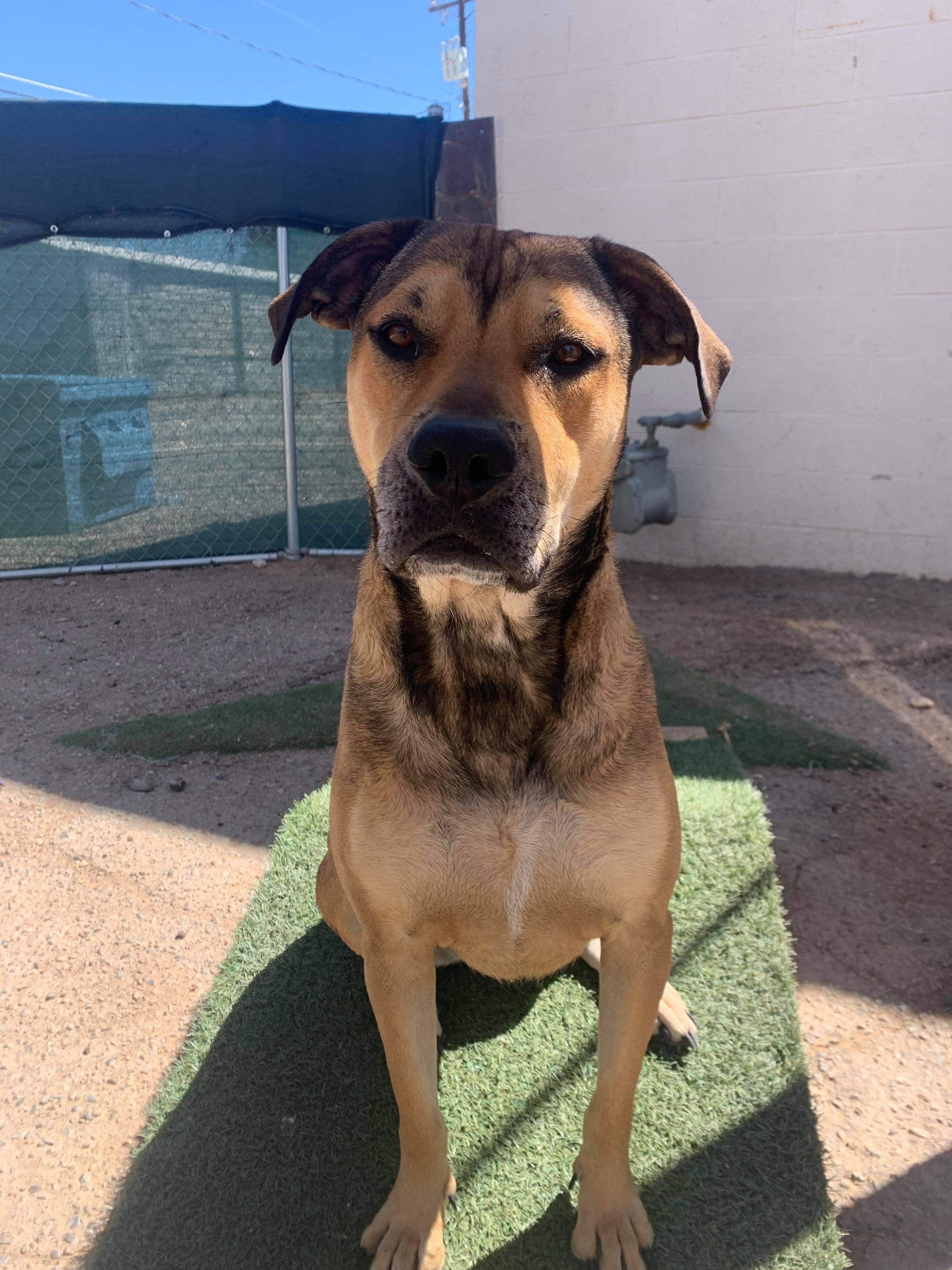 Bambi, an adoptable German Shepherd Dog, Boxer in Albuquerque, NM, 87105 | Photo Image 2