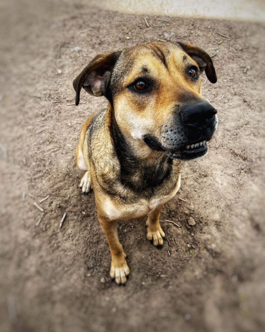 Bambi, an adoptable German Shepherd Dog, Boxer in Albuquerque, NM, 87105 | Photo Image 1