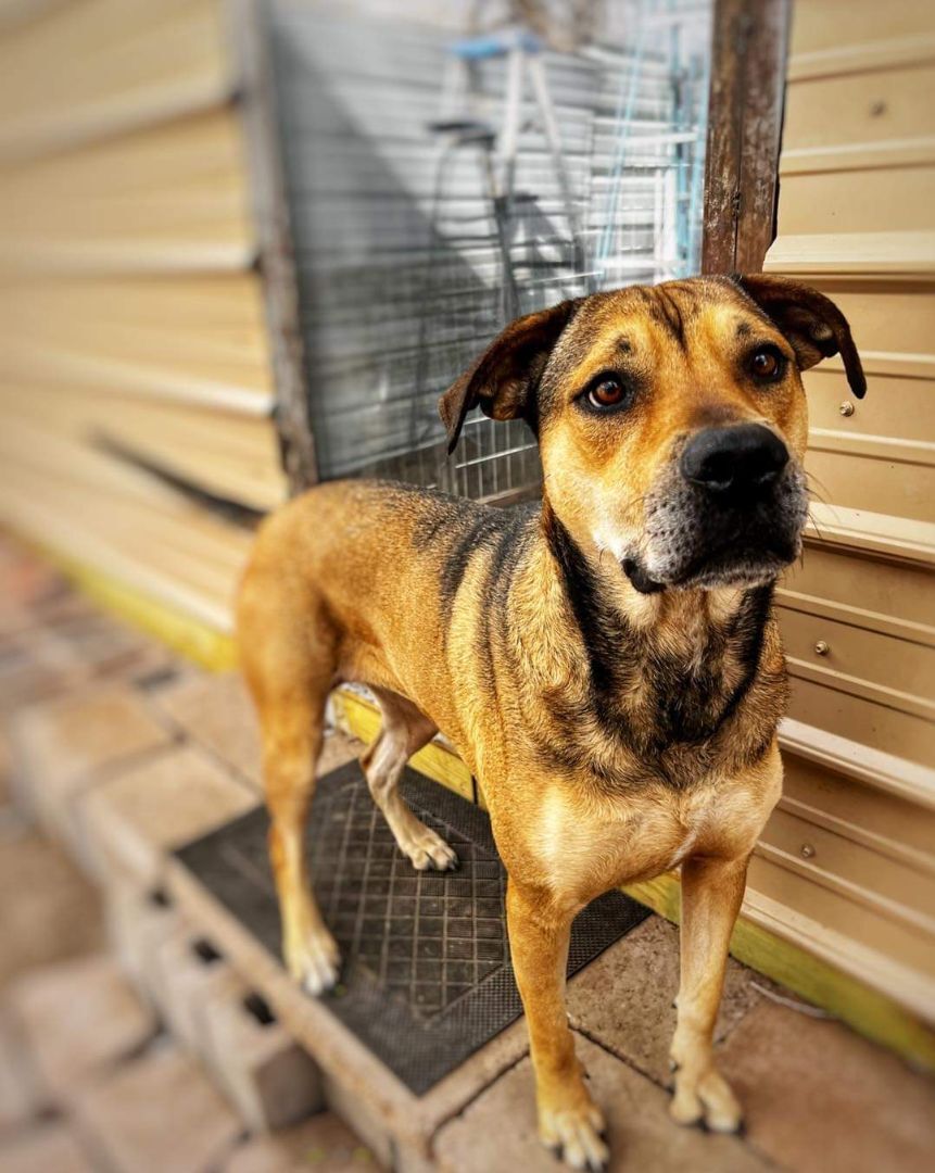 Bambi, an adoptable German Shepherd Dog, Boxer in Albuquerque, NM, 87105 | Photo Image 3