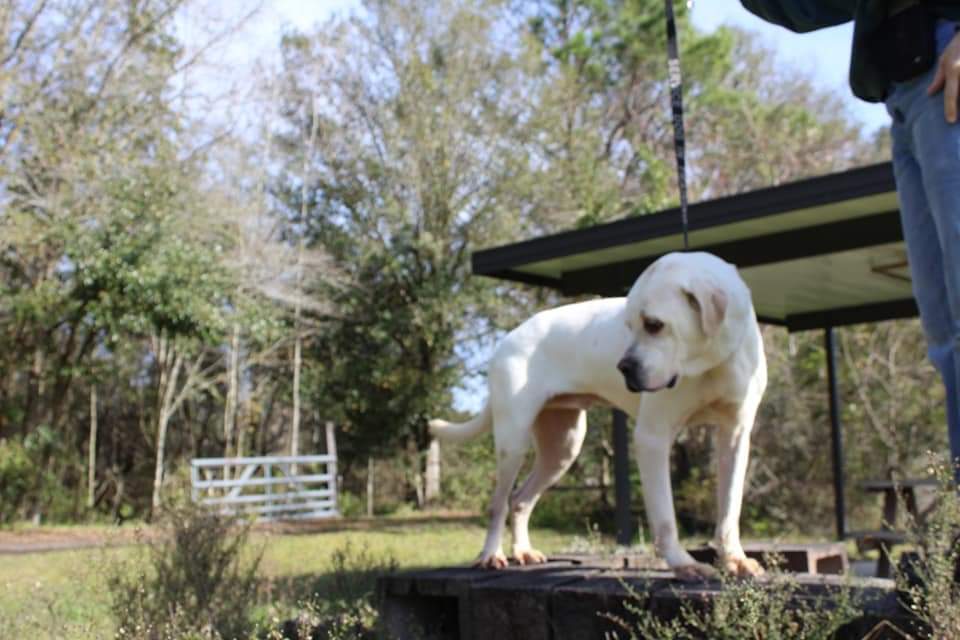 Snowy, an adoptable Labrador Retriever, Akita in Jacksonville, FL, 32234 | Photo Image 4