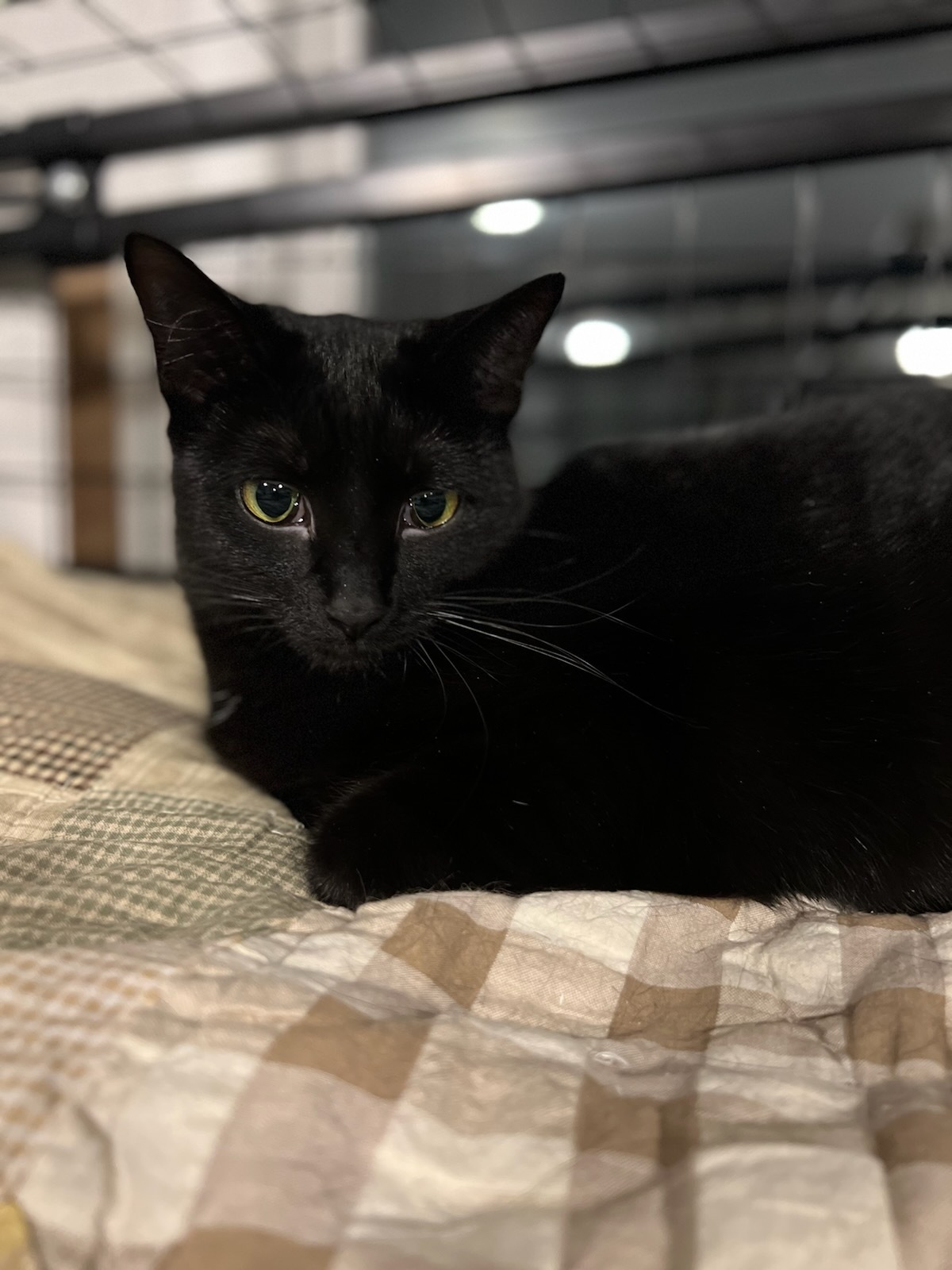 Pepper, an adoptable Domestic Short Hair in Swartz Creek, MI, 48473 | Photo Image 1