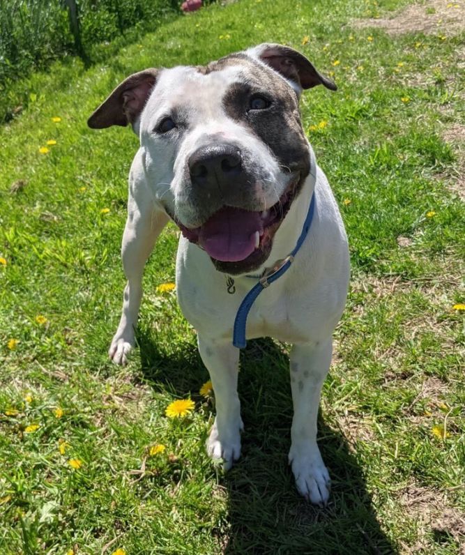 Dog For Adoption Rescue Gg A Pit Bull Terrier Mix In Batavia Ny Petfinder