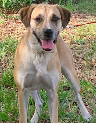 Sami, an adoptable Boxer, Labrador Retriever in Nokomis, FL, 34275 | Photo Image 1