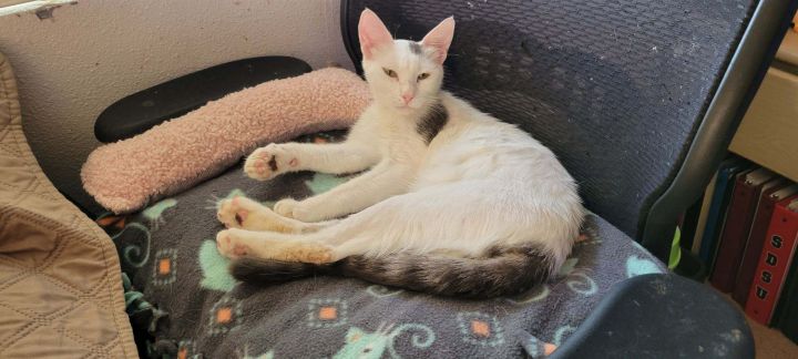 Princess Leia, an adopted Turkish Van Mix in Mission Viejo, CA_image-4