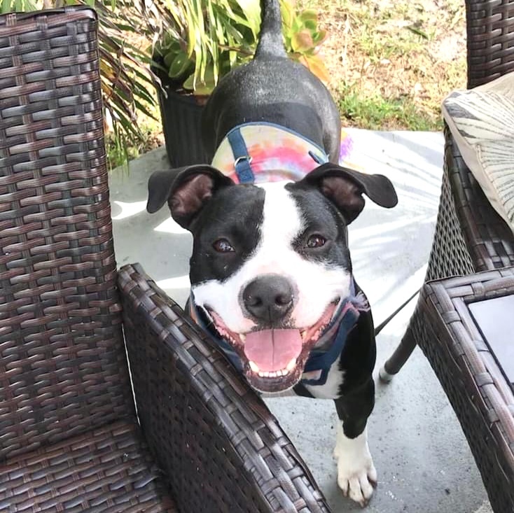 Tyson, an adoptable American Bulldog, Terrier in Coral Springs, FL, 33065 | Photo Image 2
