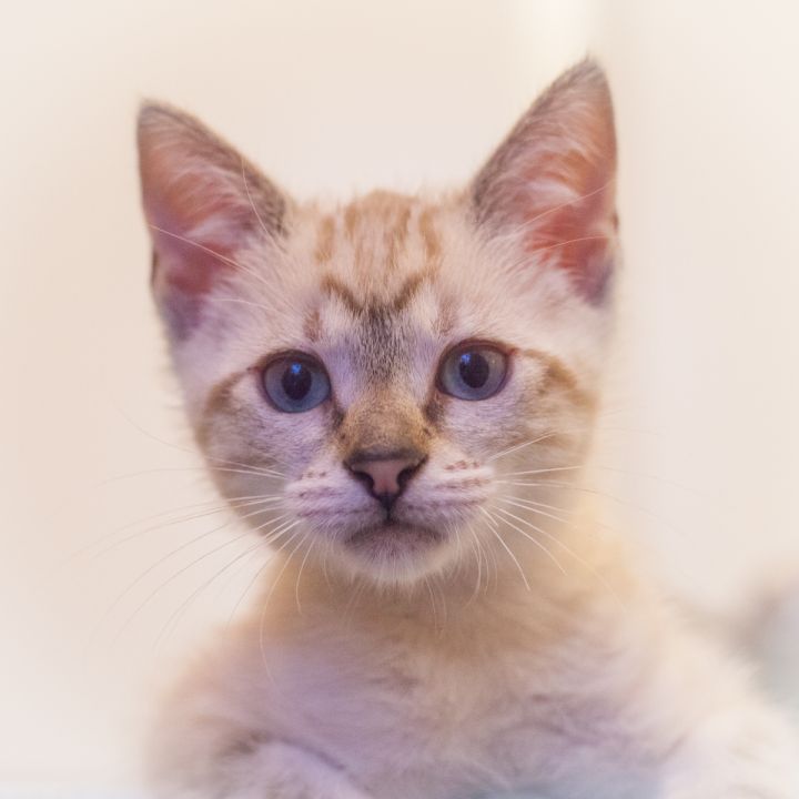Calladora, an adopted Domestic Short Hair & Siamese Mix in Ponte Vedra, FL_image-5