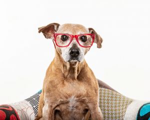 SKY has lost his home after 13 years We rescued Sky from a local shelter in 2008 and he was