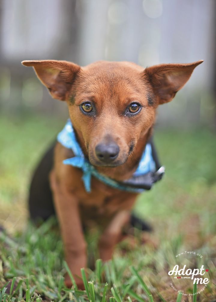 Rolo, an adopted Dachshund & Terrier Mix in Kingwood, TX_image-2
