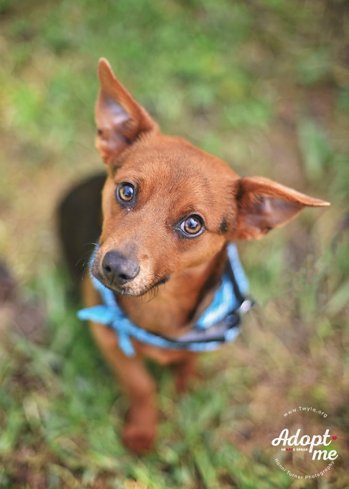 Rolo, an adopted Dachshund & Terrier Mix in Kingwood, TX_image-1