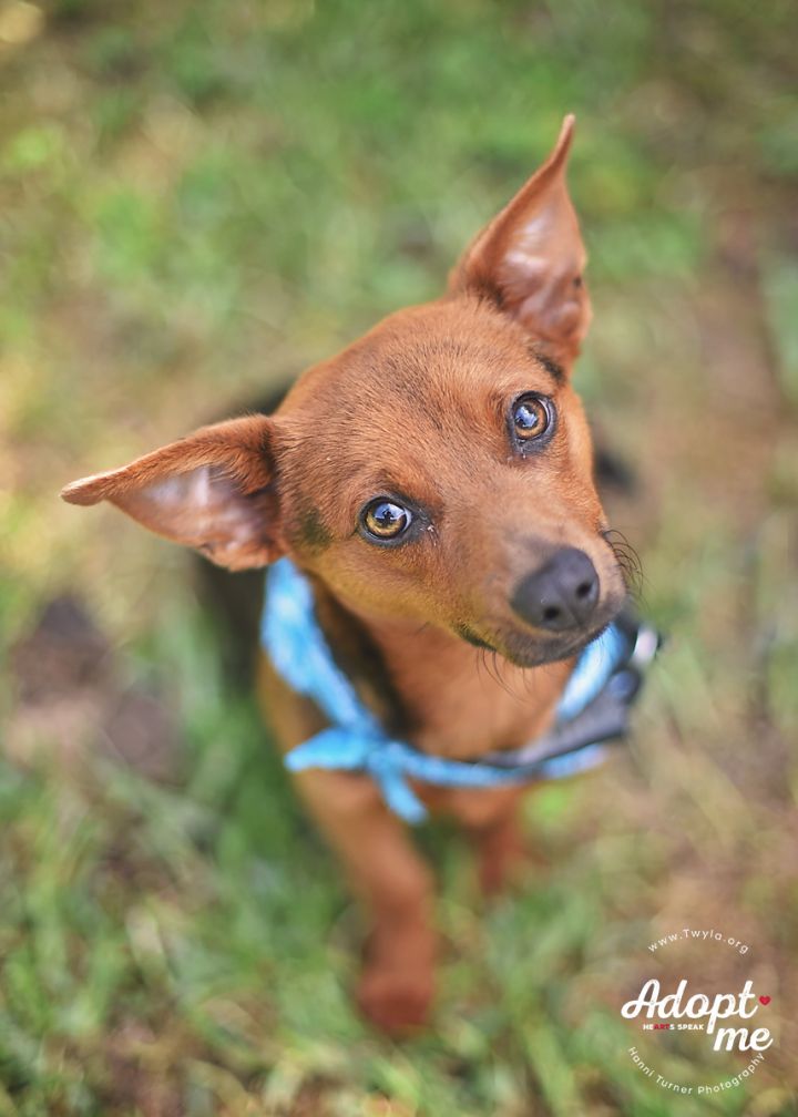 Rolo, an adopted Dachshund & Terrier Mix in Kingwood, TX_image-3