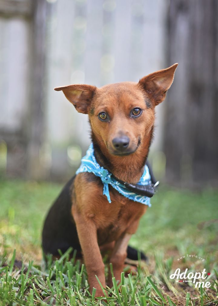 Rolo, an adopted Dachshund & Terrier Mix in Kingwood, TX_image-5