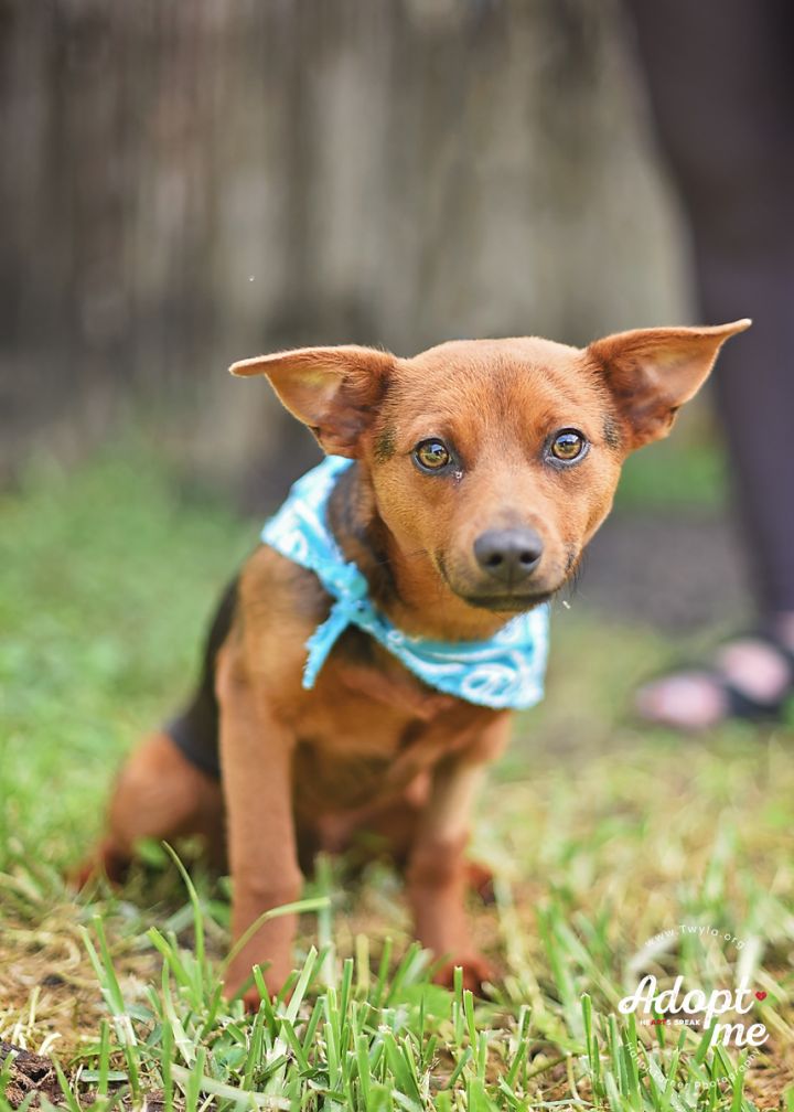 Rolo, an adopted Dachshund & Terrier Mix in Kingwood, TX_image-6