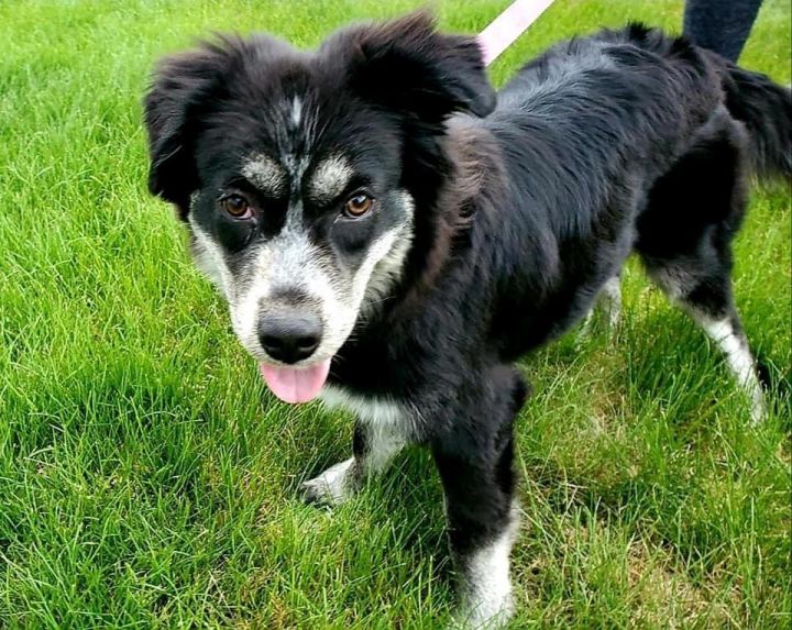 Dog For Adoption Baxter A Husky Border Collie Mix In Colorado Springs Co Petfinder