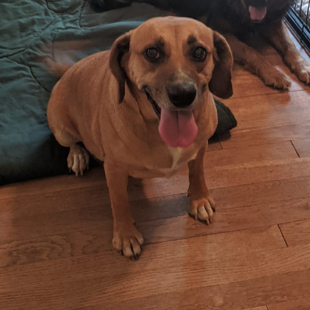 Lacey, an adoptable Beagle in Charlotte, NC, 28215 | Photo Image 1