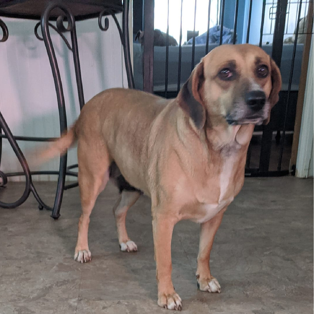 Lacey, an adoptable Beagle in Charlotte, NC, 28215 | Photo Image 2