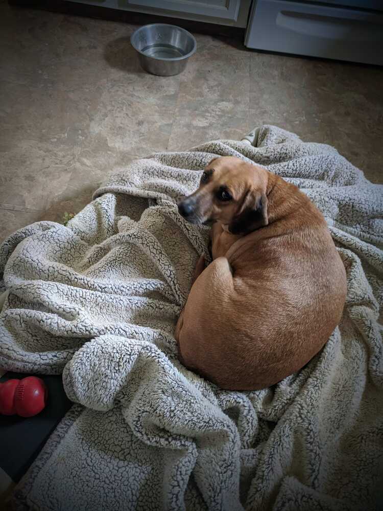 Lacey, an adoptable Beagle in Charlotte, NC, 28215 | Photo Image 3