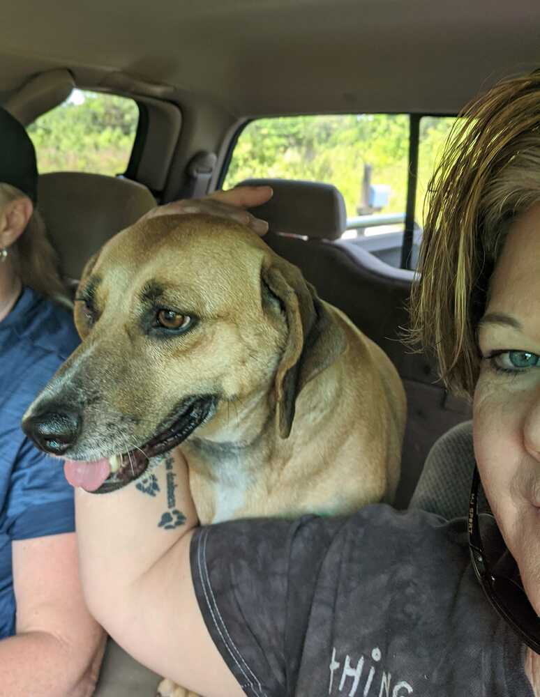 Lacey, an adoptable Beagle in Charlotte, NC, 28215 | Photo Image 4