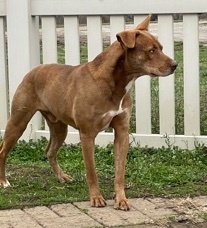 Zwarte, an adoptable Mixed Breed in Auburn, NE, 68305 | Photo Image 3