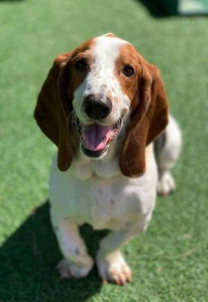 Pets For Adoption At Basset Hound Rescue Of Georgia In Fayetteville Ga Petfinder