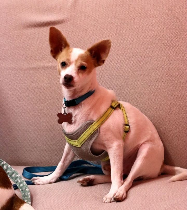 Zayn, an adopted Chihuahua Mix in Palatine, IL_image-1