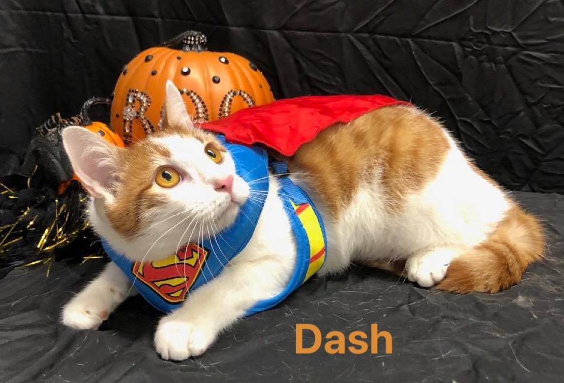 Dash, an adoptable Domestic Short Hair, Tabby in Campbell, TX, 75422 | Photo Image 2