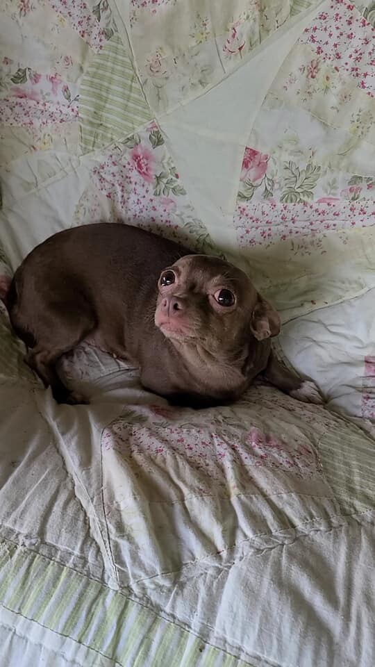 Dog For Adoption Susie A Chihuahua In Glastonbury Ct Petfinder
