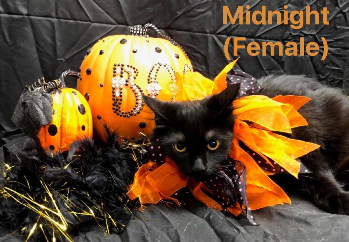 Midnight, an adoptable Domestic Medium Hair in Campbell, TX, 75422 | Photo Image 1
