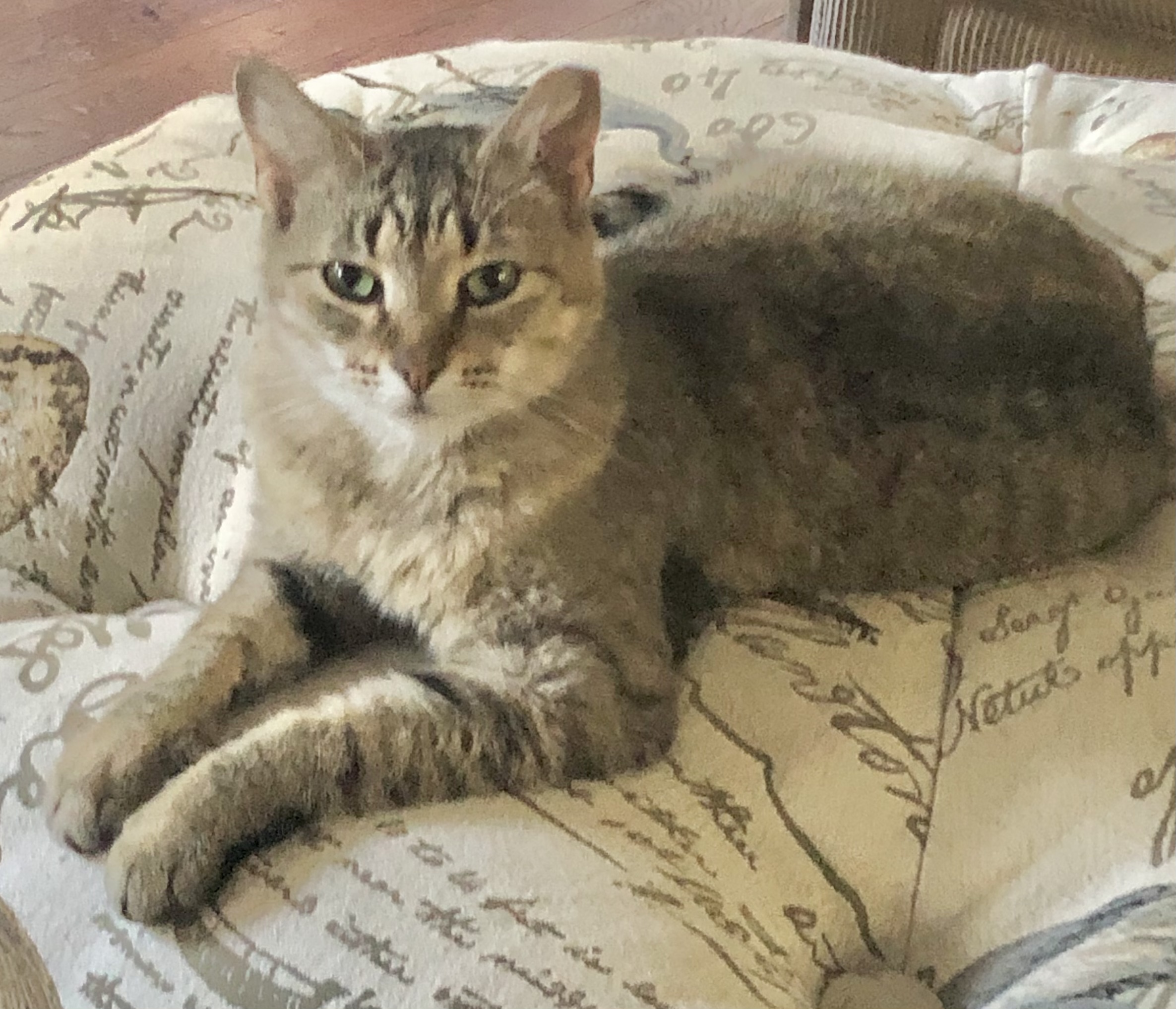 Cat for adoption Baby Girl Kuykendahl Petsmart, a Tabby & Domestic