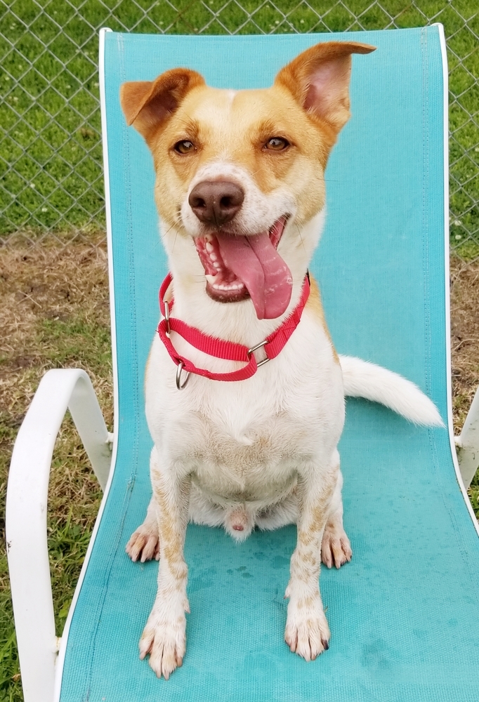 Buddy, an adoptable Mixed Breed in San Leon, TX, 77565 | Photo Image 2