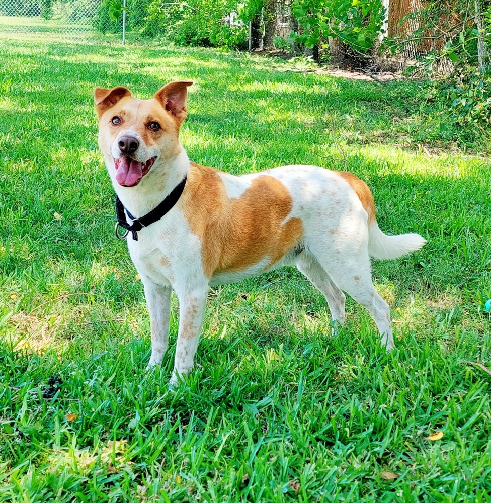 Buddy, an adoptable Mixed Breed in San Leon, TX, 77565 | Photo Image 3