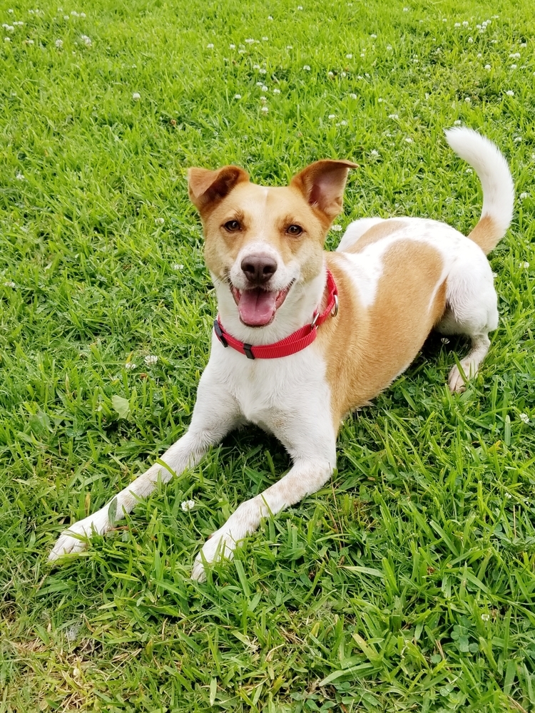 Buddy, an adoptable Mixed Breed in San Leon, TX, 77565 | Photo Image 4