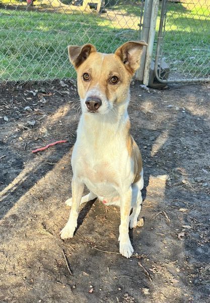 Buddy, an adoptable Mixed Breed in San Leon, TX, 77565 | Photo Image 5
