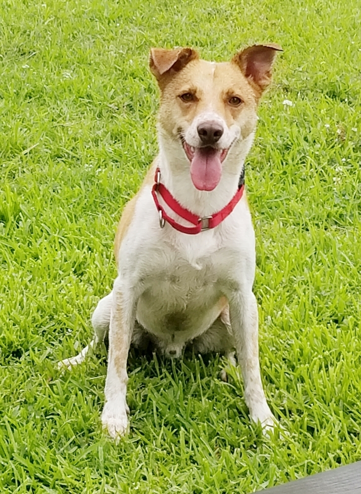 Buddy, an adoptable Mixed Breed in San Leon, TX, 77565 | Photo Image 6