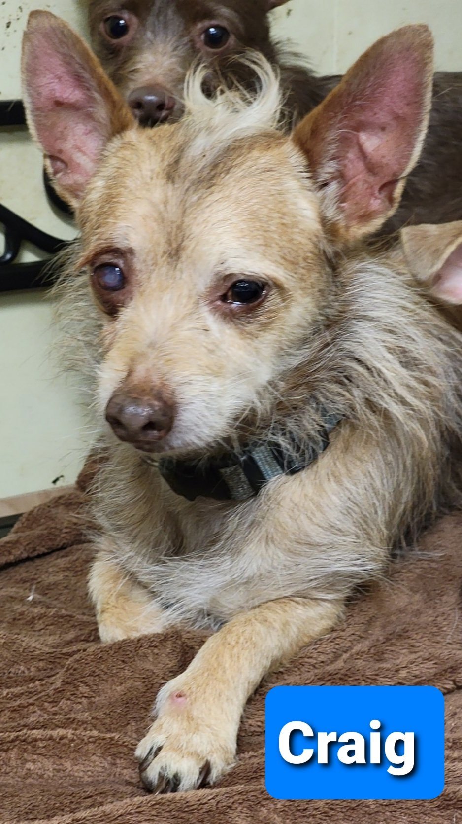 Craig, an adoptable Chihuahua, Terrier in Pipe Creek, TX, 78063 | Photo Image 1