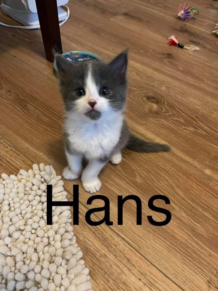 Hans 1