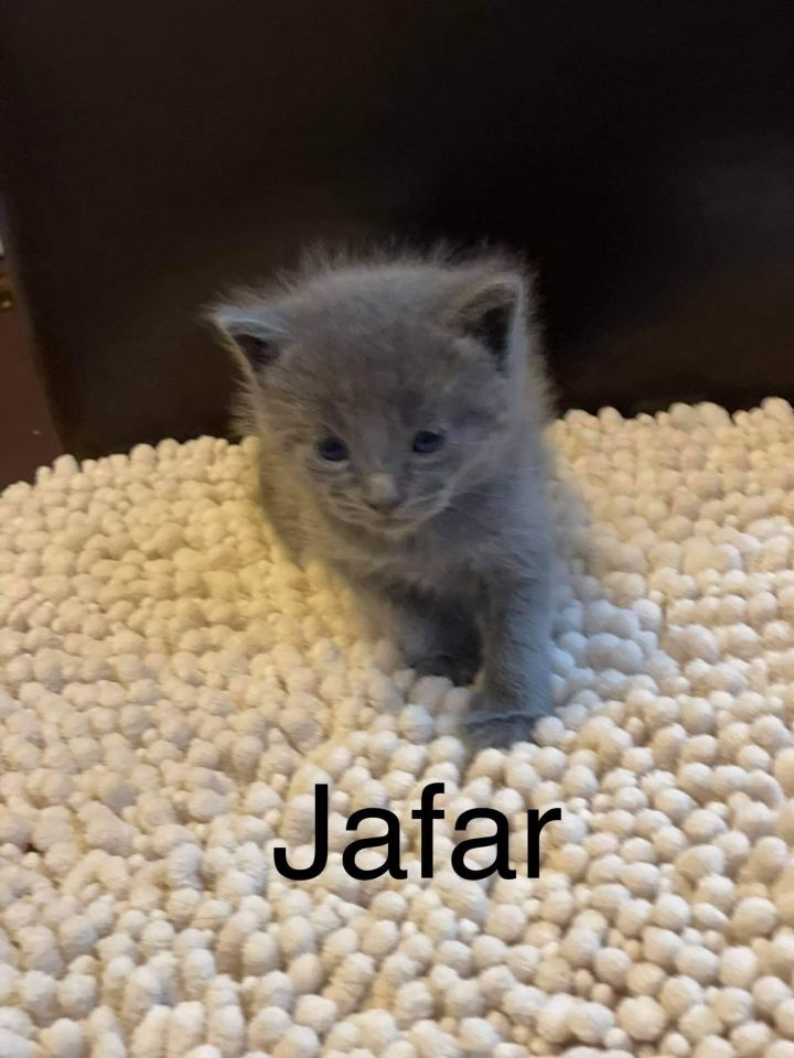 Jafar 2