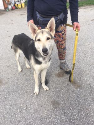 Dogs For Adoption Near Vermont Vt Petfinder