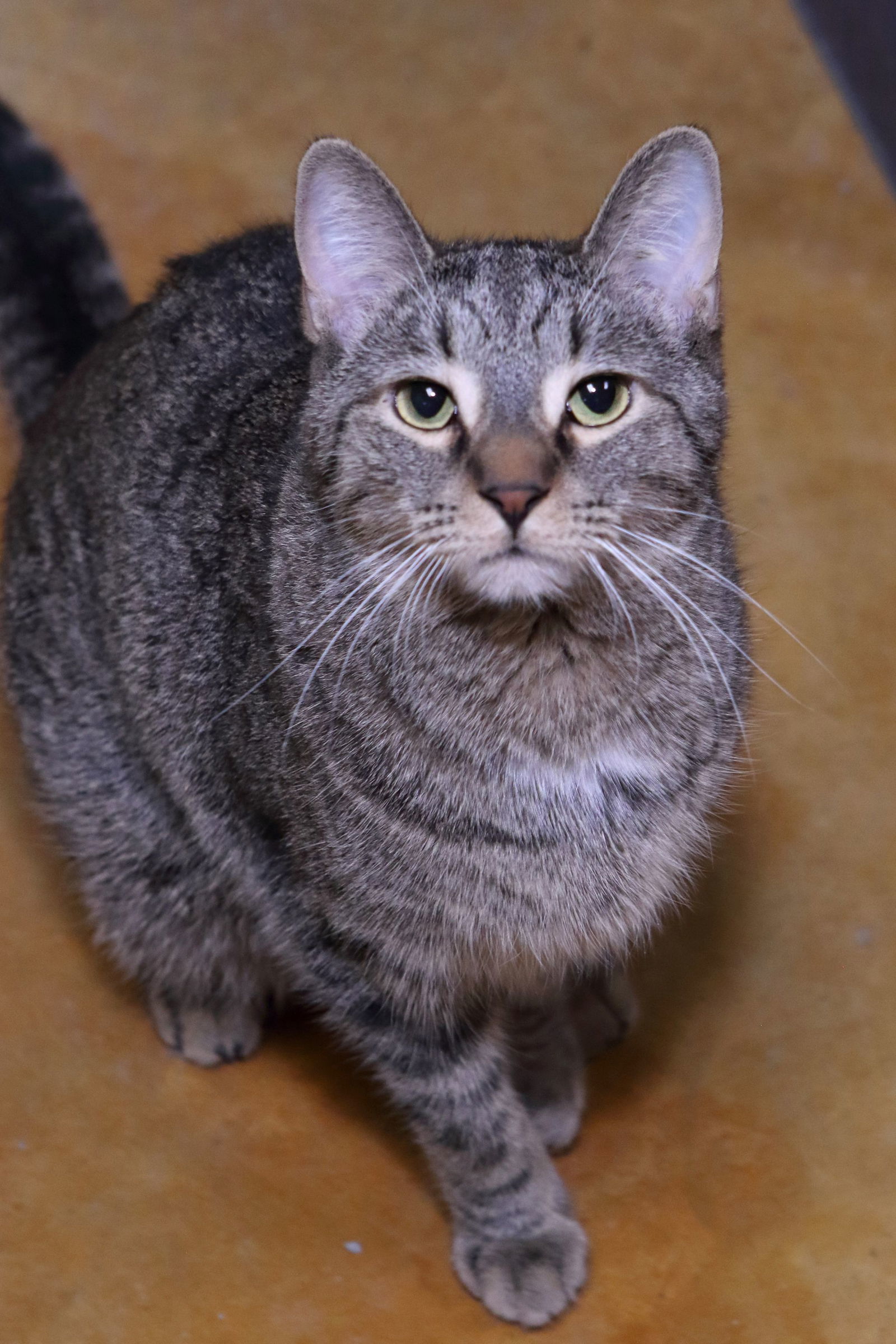 Frieda, an adoptable Tabby, Domestic Short Hair in Austin, MN, 55912 | Photo Image 1