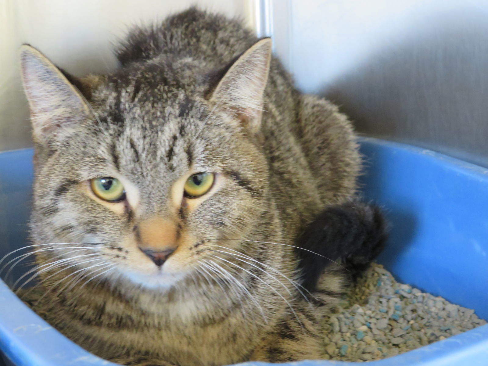 Frieda, an adoptable Tabby, Domestic Short Hair in Austin, MN, 55912 | Photo Image 2