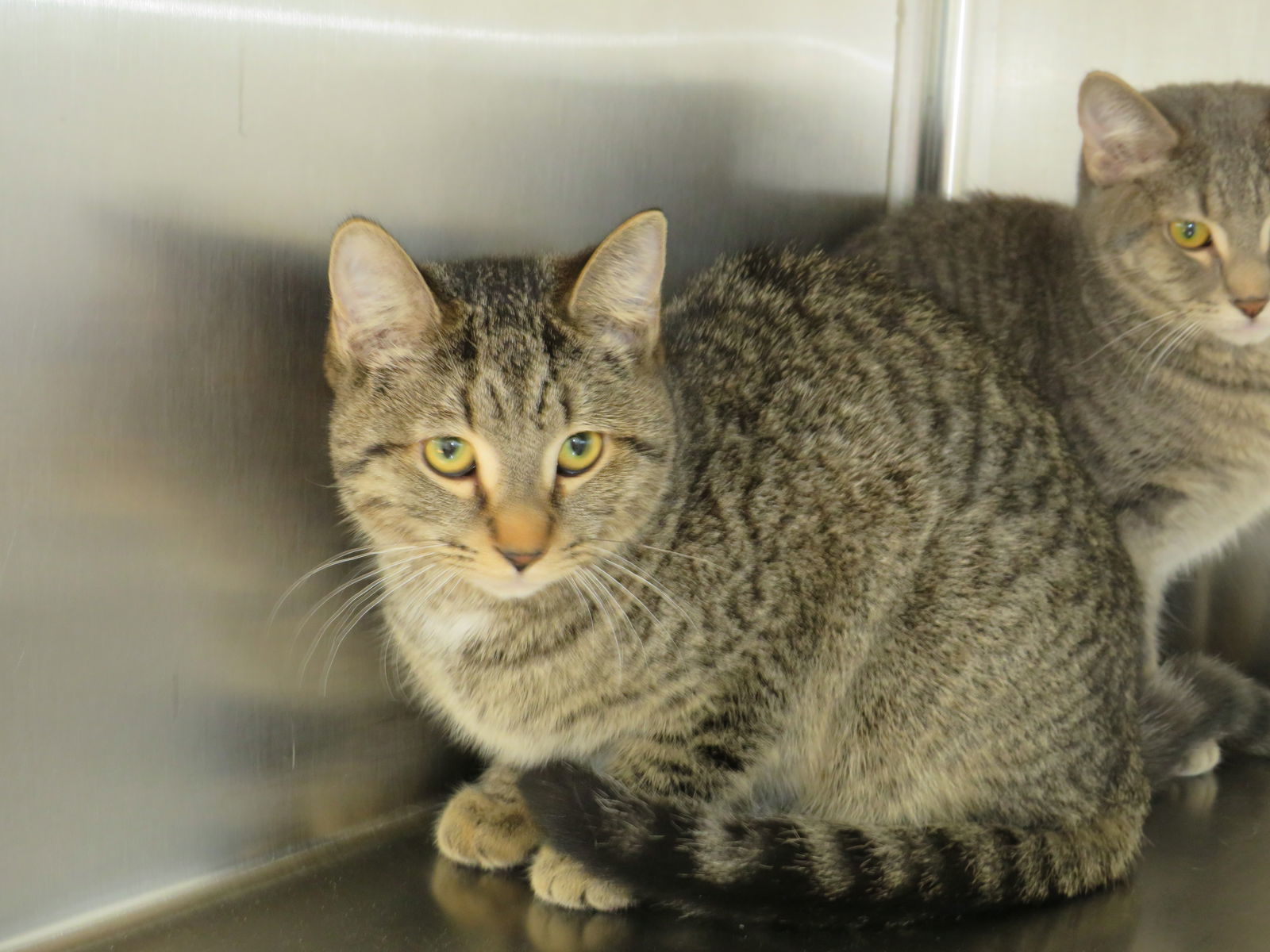 Frieda, an adoptable Tabby, Domestic Short Hair in Austin, MN, 55912 | Photo Image 3