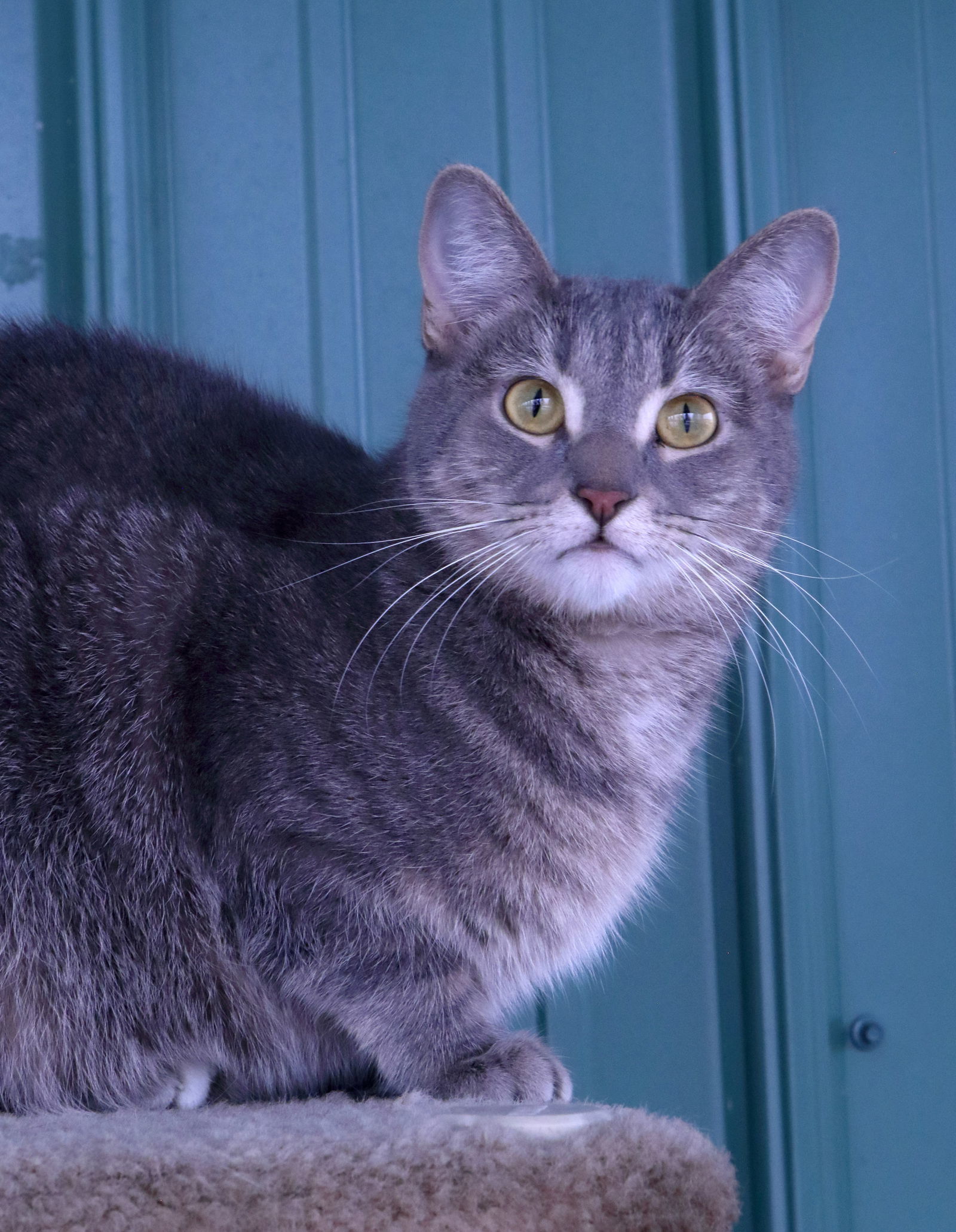 Roberta, an adoptable Tiger, Domestic Short Hair in Austin, MN, 55912 | Photo Image 1