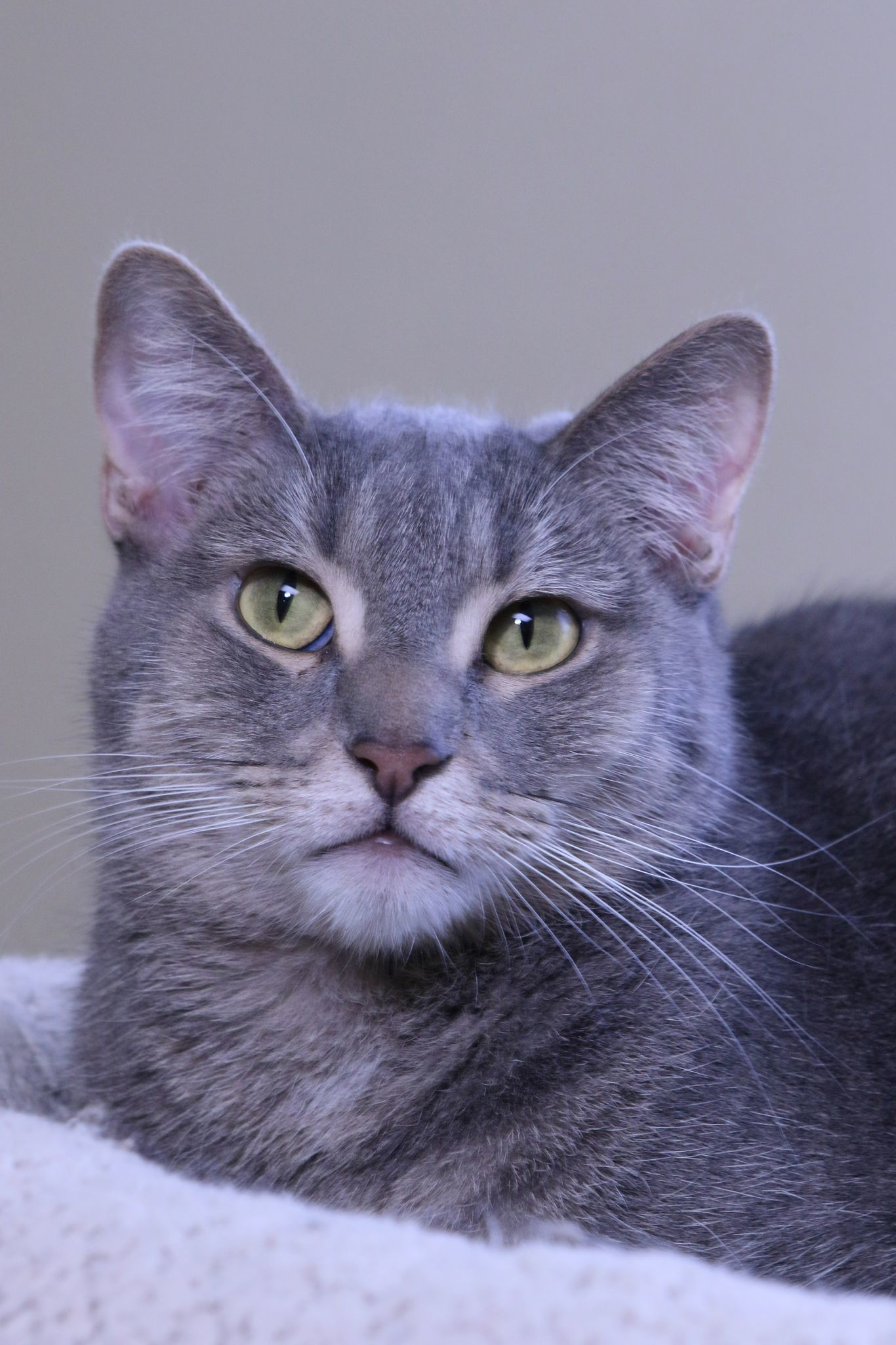 Roberta, an adoptable Tiger, Domestic Short Hair in Austin, MN, 55912 | Photo Image 2